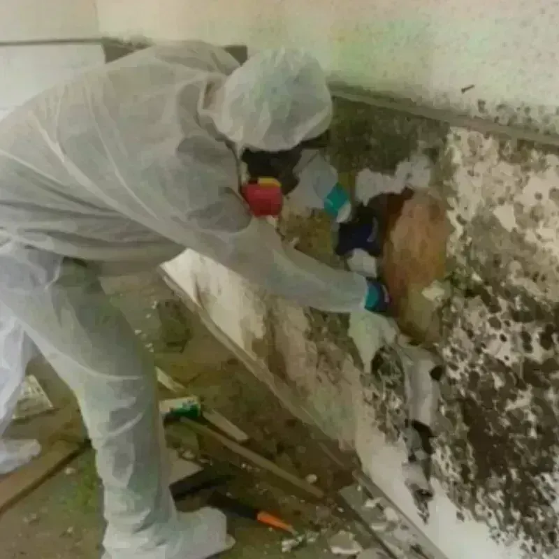 Mold Remediation and Removal in Elmwood, IL